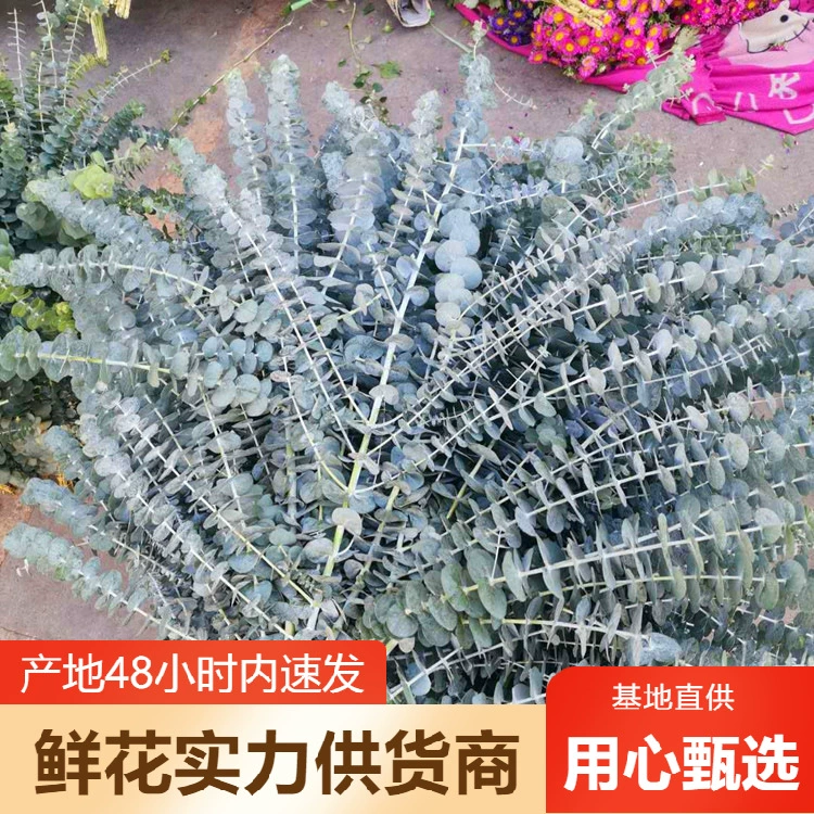 Юньнань Куньмин эвкалиптовые листья цветы оптом Яблочный лист Один многожильный просо лист фрукты многоцветочные оптом