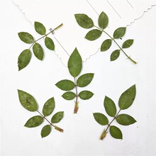 天然玫瑰叶 压花干花 真花干树叶幼儿手工植物标本压花画滴胶押花