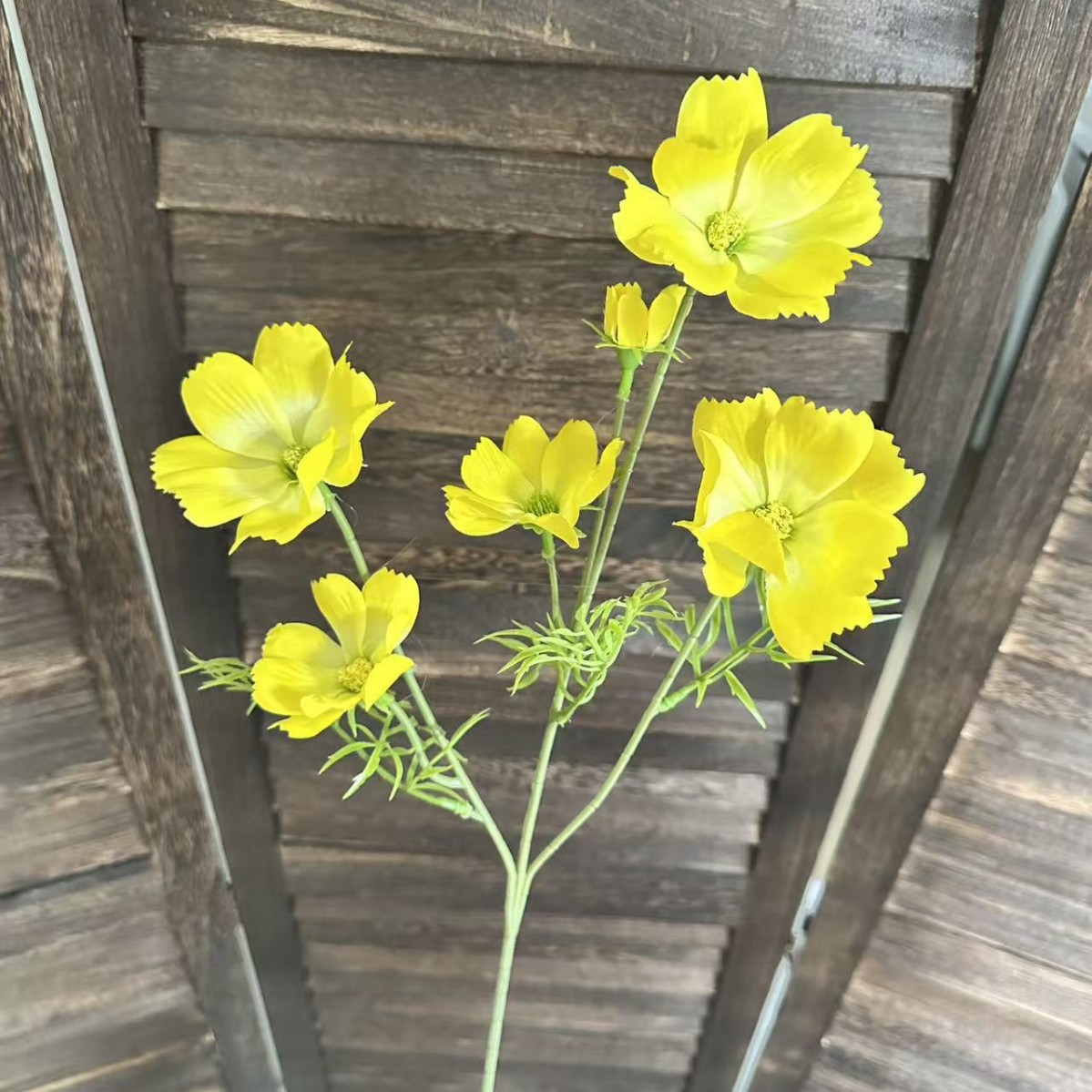 6송이 코스모스