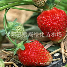 花卉種子蔬菜盆栽水果奶油草莓種子草莓籽四季播室內陽台可食用