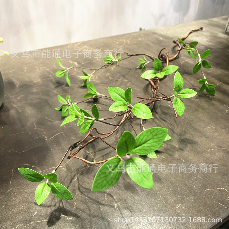 Fraxinus chinensis 시든 포도 나무 얕은 잎