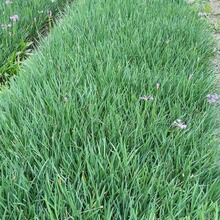 紫娇花苗木植物景观绿化庭院植物批发