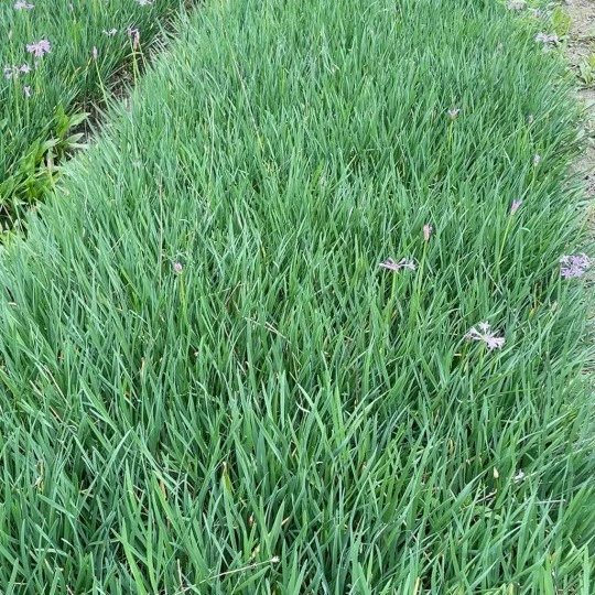 Фиолетовый цветок саженцы растения пейзаж озеленение двор растения оптом