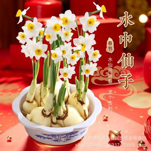 ˮ�ɻ��҃�ˮ�໨������ˮ�B���滨�ܾGֲ��ˮ���ﶬ�ͺ��_��ֲ��