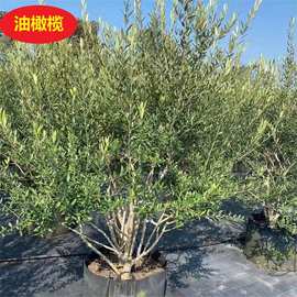 油橄榄 树苗绿化苗木盆栽油橄榄庭院绿植基地直销批发量大优惠