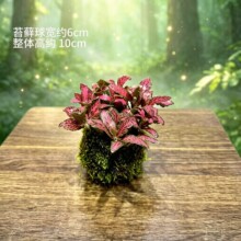 批发网纹草桌面小盆栽彩色迷你小可爱植物耐阴喜湿办公室红粉彩叶