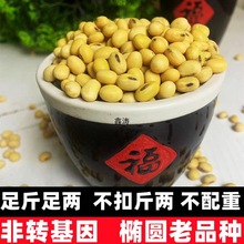 安徽涡阳黄豆非老品种农家自种打豆浆做豆腐家用大豆休闲食品批发