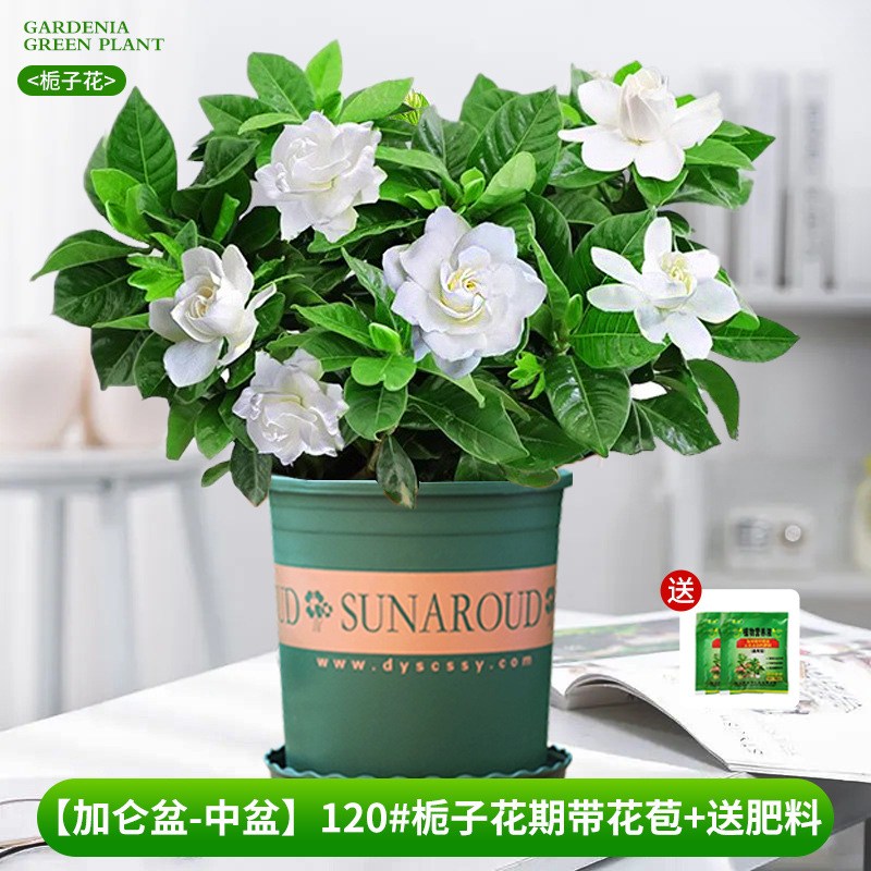 [Bacia de galão-bacia média] 120 # Período de floração da gardênia com botões + fertilizante grátis