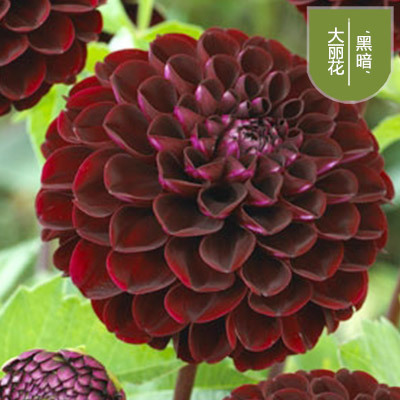 花のダリアの花はボールを植えます。|undefined