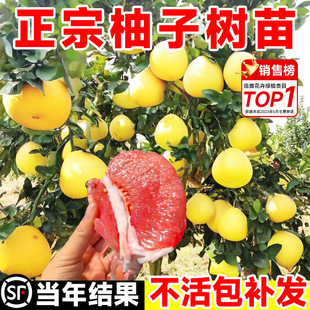 ���Ә���������t�����֏V����ɳ����ͥԺ�޽��Ϸ��Nֲˮ������