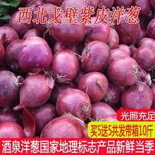 甘肅酒泉紫皮洋蔥新鮮紅皮圓蔥蔥頭5斤帶箱10斤當季農家自種蔬菜