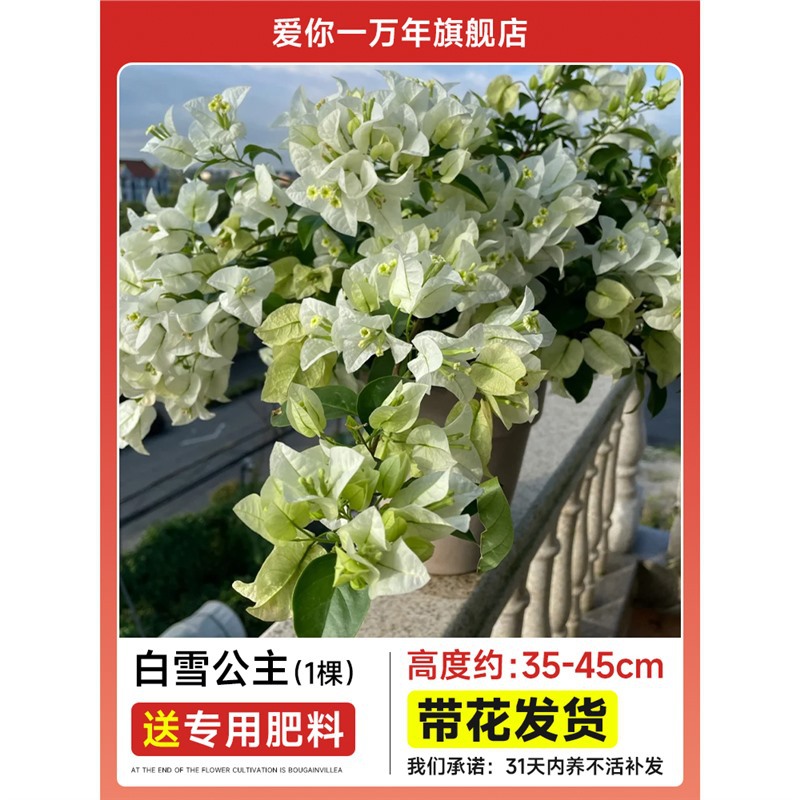 부겐빌레아 : 백설공주 모종 [꽃과 함께 배송] + 비료