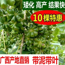 �V���˽���޽��簫�����ڰ˽Ǵ��Ϙ��������t�_�R�N�I�B����