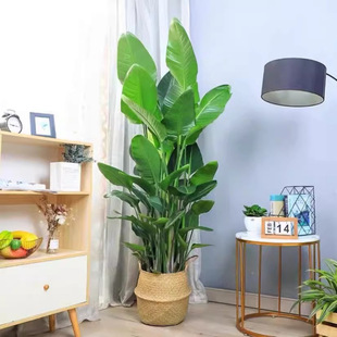 �W�t�����҃ȴ���ֲ���Q���m�͏d�k���Ҵ����ԾGֲ��