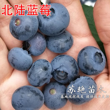 ������ֱ�N������{ݮ��������Ե��Ա��Ϸ��Nֲ����Y���{ݮ��