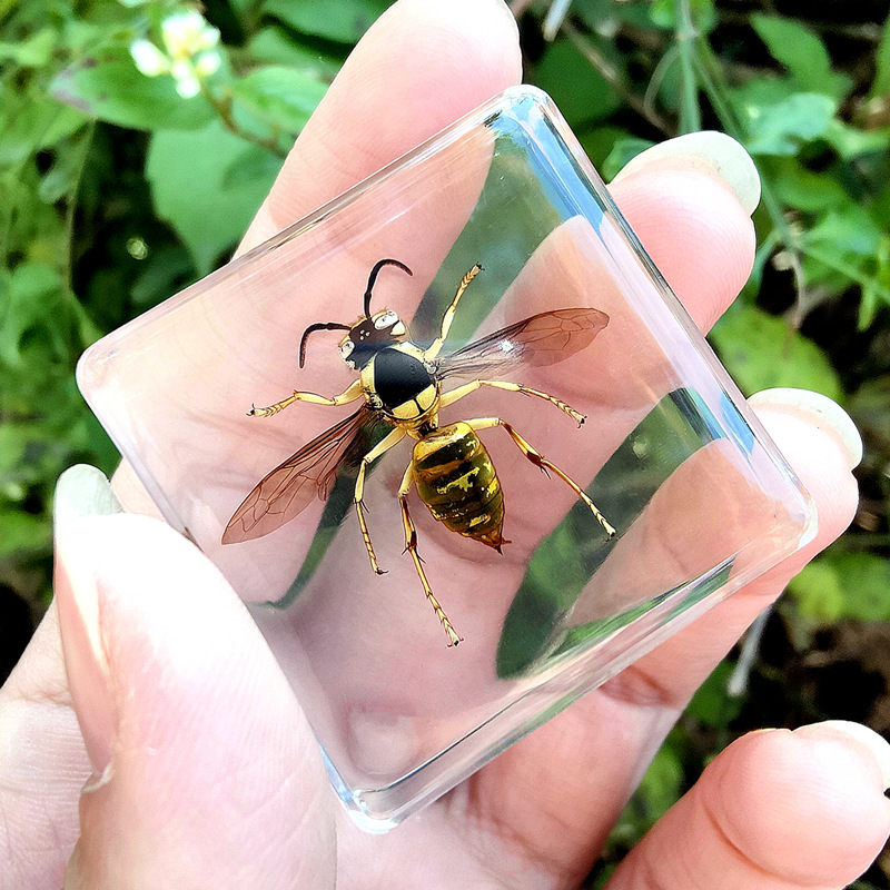 하늘색 검은 방패 말벌