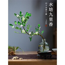 九里香水培植物室内好养花卉绿植盆栽桌面高端七里香摆件无土懒人