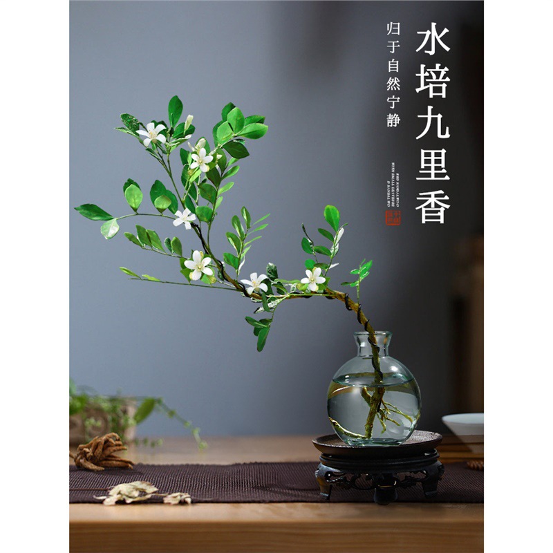 九里香水培植物室内好养花卉绿植盆栽桌面高端七里香摆件无土懒人