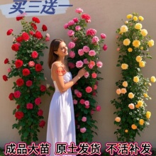 �ٱ��¼��Nޱ���������ļ��_���o��õ�����ֲ��ͥԺ���ش����l