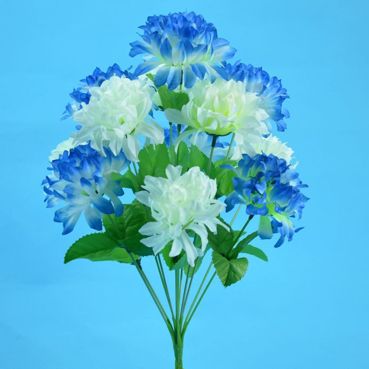 12头爪菊7.jpg
