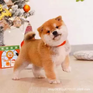 柴犬幼犬活体宠物狗狗赤柴豆柴幼崽小狗活物小型犬玩赏犬伴侣犬