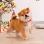 幼犬活体宠物伴侣犬柴