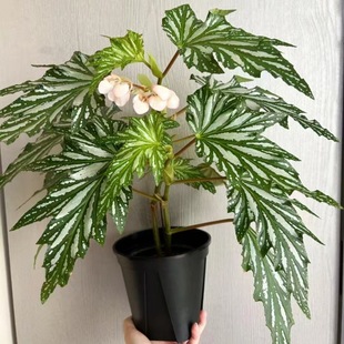 �ﺣ���V�~�Gֲ���԰ױ���ʿɽ���@�Ꭷֲ���҃�in�͏d