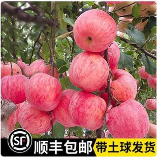 �t��ʿ�O����������Լ޽���ͥԺ�Ϸ����������ͺ��������ļ��Nֲ