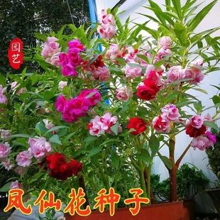 �ذ��P�ɻ��N���P�ɲ軨ָ�׻��N������ͥԺ���ܷN�ӻ����ļ��_��