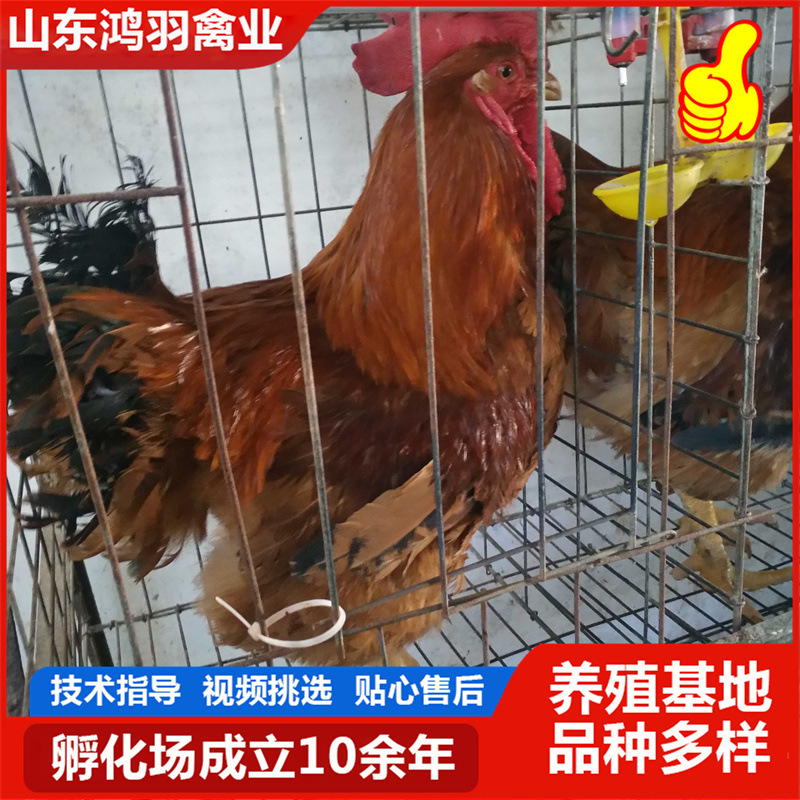 厂家批发散养红玉公鸡幼苗 脱温鸡苗幼苗红玉鸡苗幼苗大红公鸡