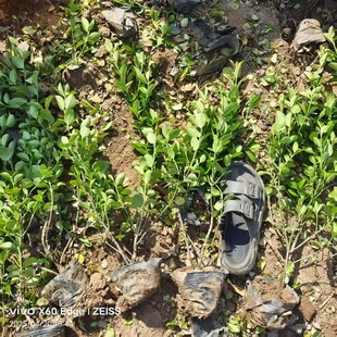 �����lì�I�B������֧�lì��ߗU�lì �����½���ľ�lì�S��