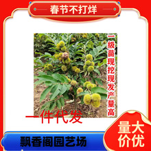 һlֱl ԵԹ޽ӴtϷNֲ