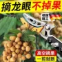 采摘修剪伸缩摘果修枝剪