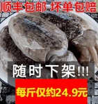 新鲜大墨鱼生海捕墨鱼仔超大号冷冻水产海鲜大乌贼目鱼墨斗鱼顺丰