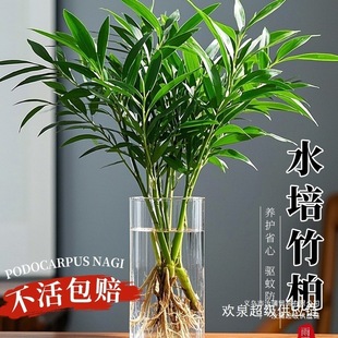 ������ˮ��ֲ�����Ԙ���͏d�Ϙ��k���҃����ӾGֲ����ˮ�B����