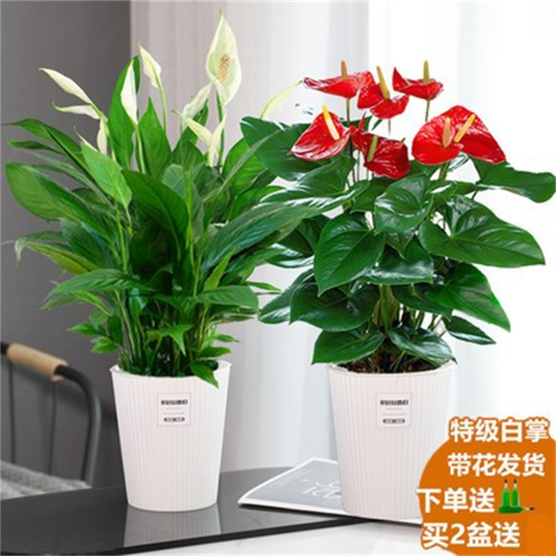 합리적인 가격의 프리미엄 안스리움 + 프리미엄 화이트 팜(론진 자흡식 세면대) + 영양액