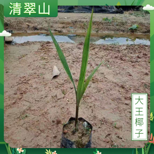 ����Ҭ�������Ի����҃�ͥԺ�e���G�����ļ������ؙ���ֲ��������
