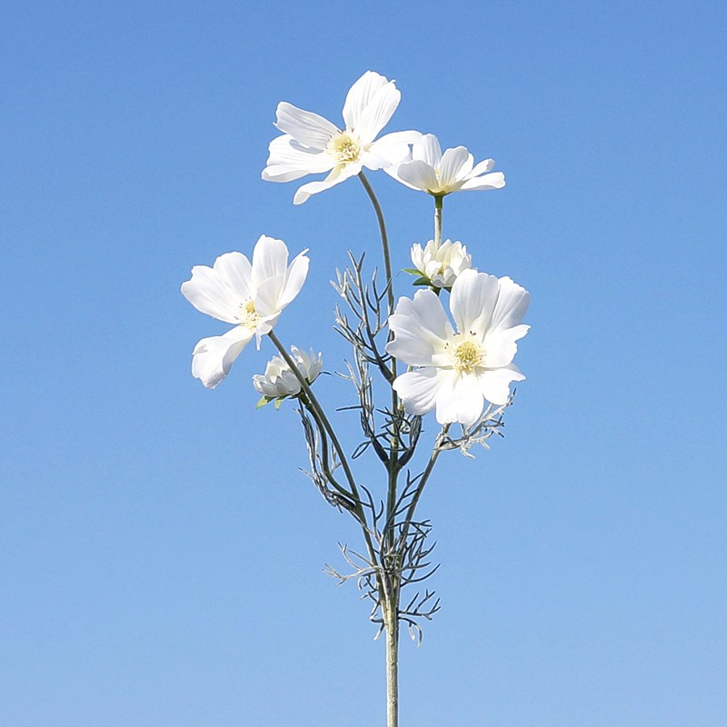 밀크 화이트 1538 #