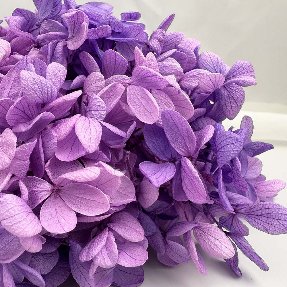 Flor de Hortensia de Madera con Degradado A+, Flor Eterna de Hortensia con Degradado, Flor Seca de Hortensia Unicornio, Flor Eterna de Hortensia