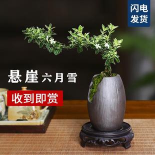 Craggy June Snow Bonsai Indoor Blooming Small Plant Office Desktop Creative Green Plant Tea Table Plant Ornament