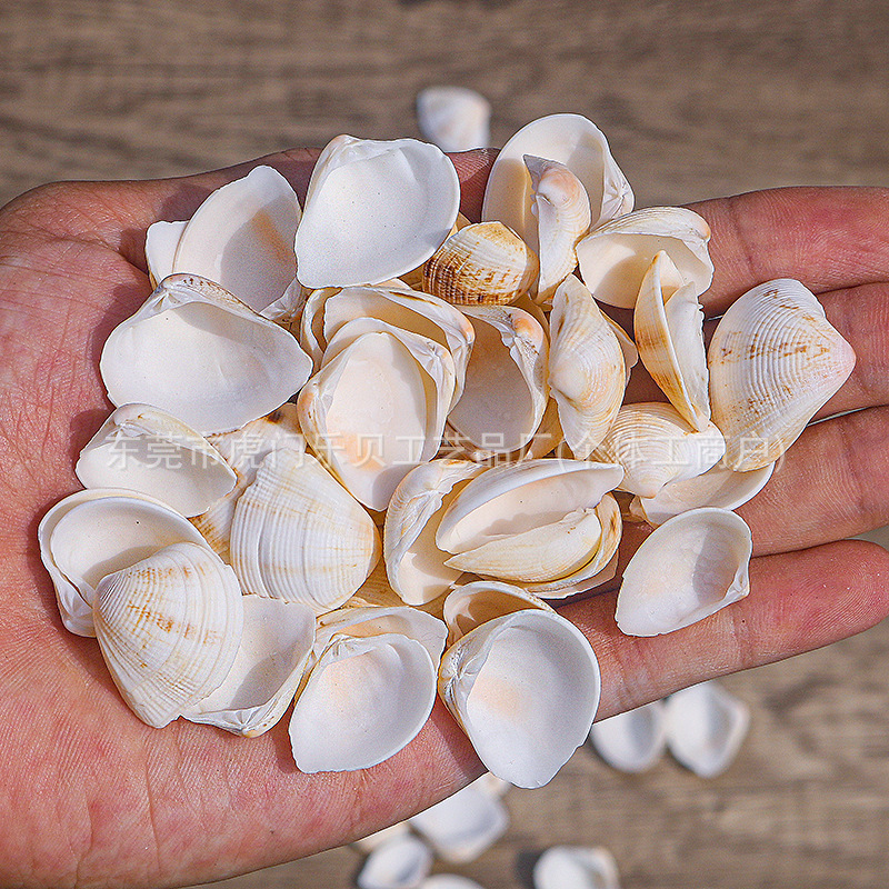 Concha Daquan natural con cera de pescado, materiales decorativos mediterráneos DIY al por mayor