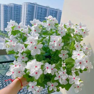 �L�����N���ͺ��͟Ứ���L���մ����~÷�ļ�÷�N��ͥԺ�ױ��軨��