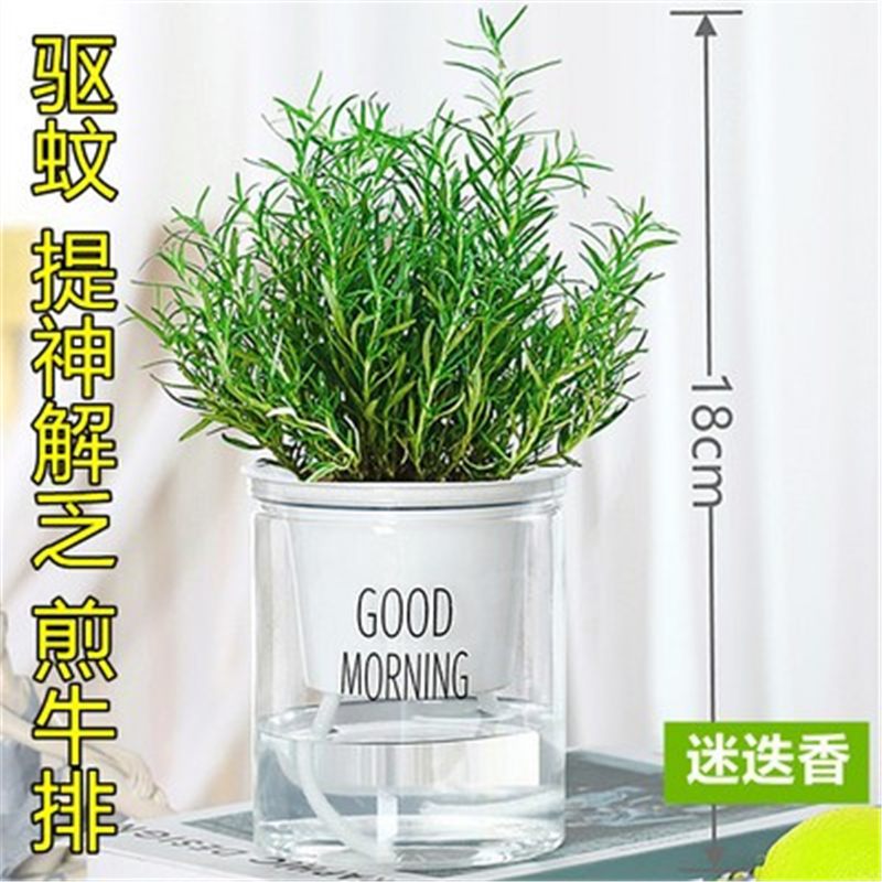 로즈마리 중간 모종 1화분(굿모닝 화분) + 영양액