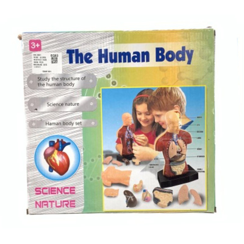 Qizhi ciencia y educación para niños modelo de órgano del cuerpo humano conjunto combinación juguete modelo de cuerpo de órgano humano