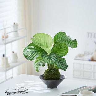 Green Apple Moss Ball/Arrowroot Potted Hydroponic Plant, Easy to Maintain in All Seasons, Indoor Desktop Air Purifying Foliage Plant