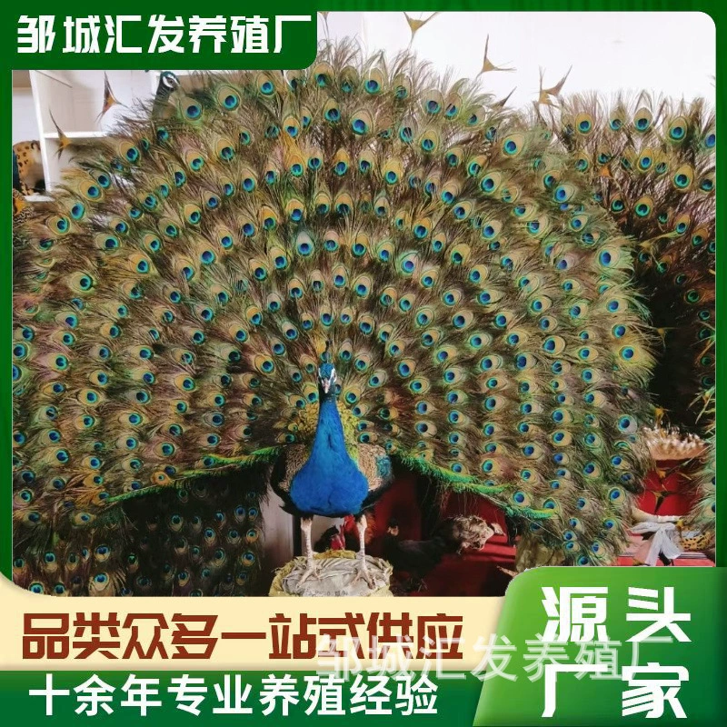 Павлин имитирует синий павлиньи перья ремесла оптовая продажа образцов украшений для декоративных павлиньевых волос