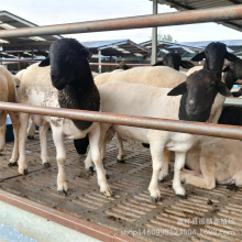 �Ų��d��N�������һֻ ���^����� �����оd�������Bֳ��