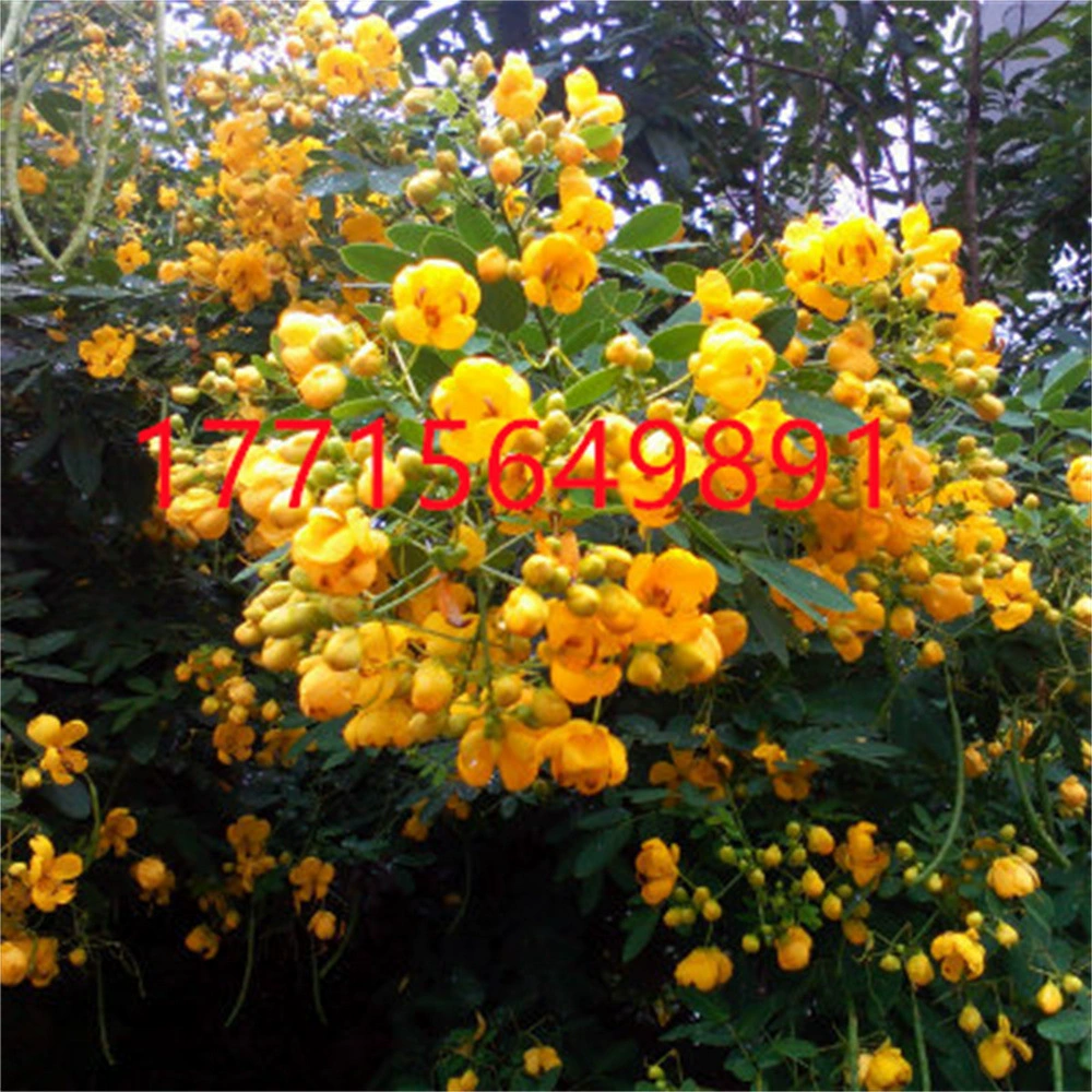 Саженец Robinia pseudoacacia Sophora japonica саженец дворового озеленения цветы садовые растения саженец Robinia pseudoacacia съедобный