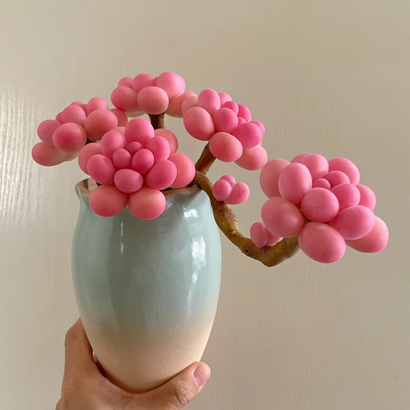 多肉植物 桃蛋/桃之卵 粉色多头颜色漂亮带盆栽好其他