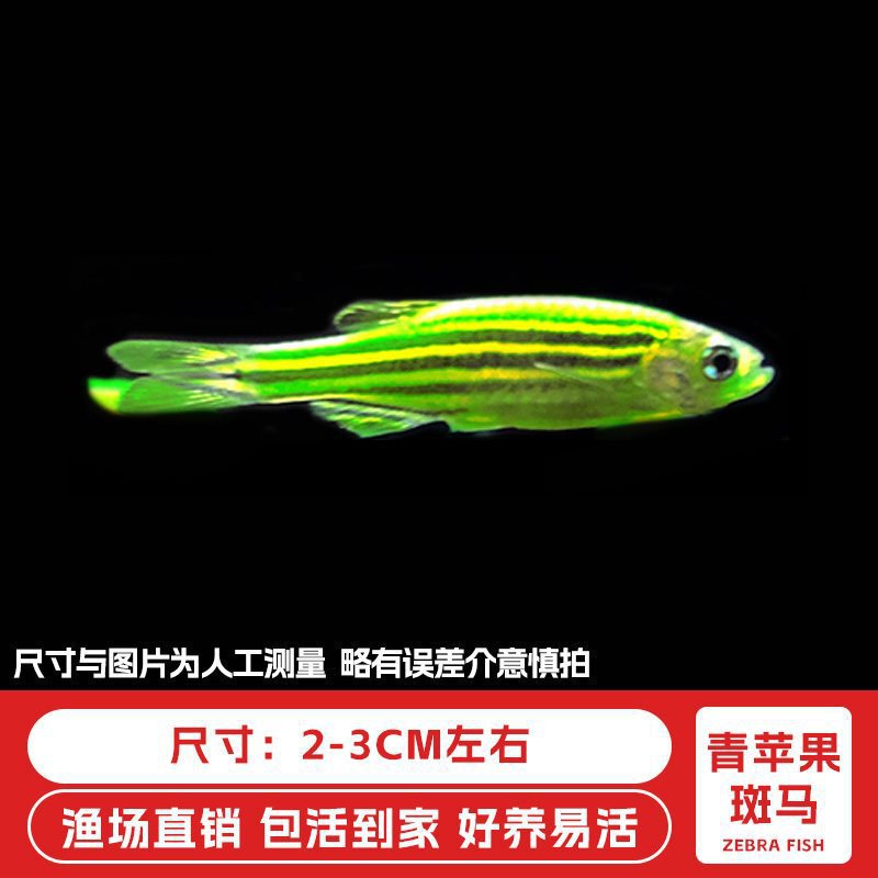ゼブラフィッシュ観賞魚、活淡水ペット魚、蝶の羽、長尾冷水魚、淡水熱帯魚、飼いやすい、生きやすい|undefined